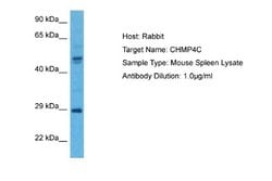 CHMP4C Antibody, Novus Biologicals 100 &mu;L; Unconjugated:Antibodies,